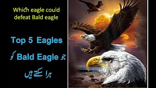 Which eagle could defeat a bald eagle