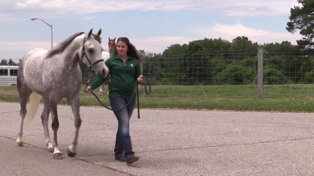 Visit the MSU Horse Teaching and Research Center