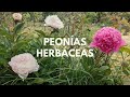Cuidados de las peonías herbáceas - Paeonia lactiflora