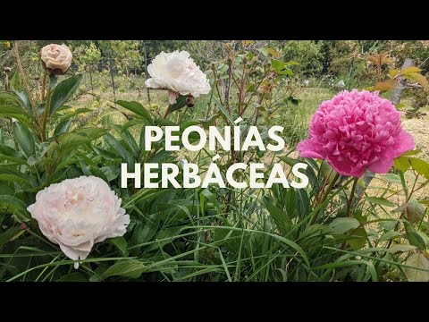 Video: Cuidado invernal de las peonías: información sobre la protección de las peonías invernales