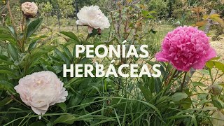 Cuidados de las peonías herbáceas - Paeonia lactiflora - YouTube