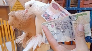 ارخص انواع الحمام 🕊️ وهو ده السعر المناسب لكل نوع