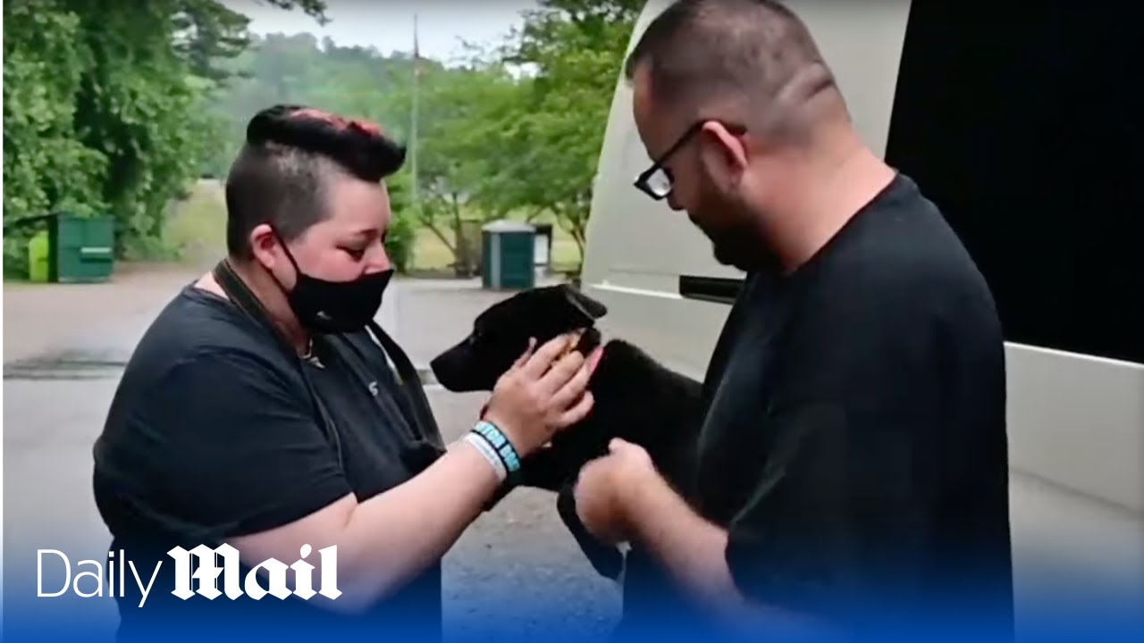 Heartwarming moment abandoned puppy starts new life after being adopted by family