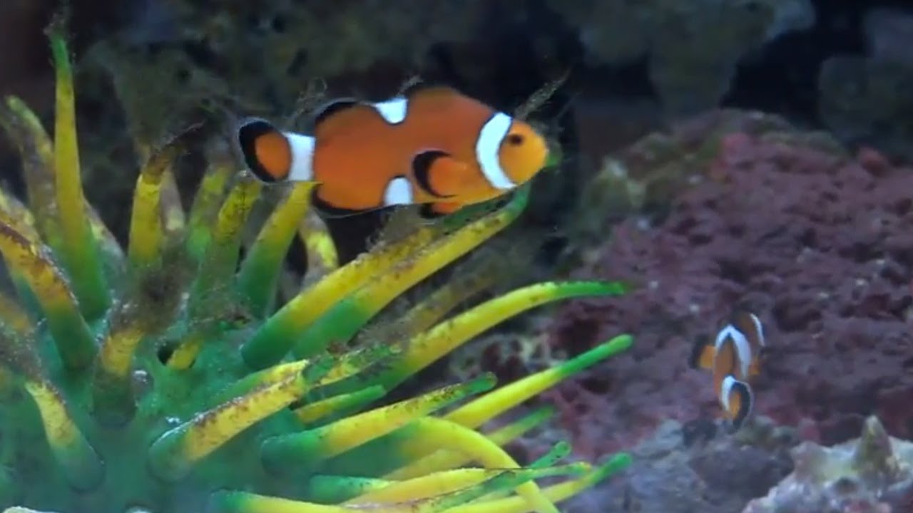 Can A Female Clownfish Turn Into A Male?