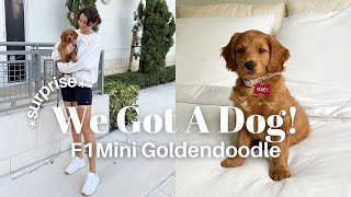 *SURPRISE* WE GOT A PUPPY! 🐾 | Picking Up Our F1 Mini Goldendoodle + Her First Pup Cup