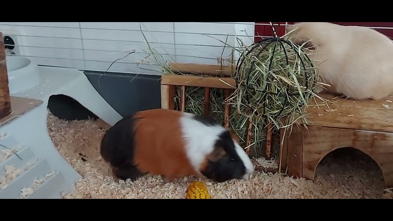 Morčátka seznamování, kluk poprvé u holek v kleci