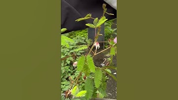 Cây mắc cỡ | đụng vào lá chụm lại