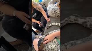 Tickling dogs  #shorts