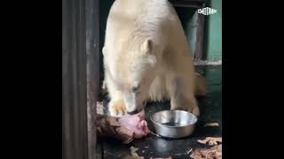 У Диксона налаживается жизнь в Московском зоопарке.