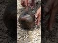 Crazy Sea Creature Found Inside Coconut Shell 😱🐚 | Rare Ocean Catch #shorts