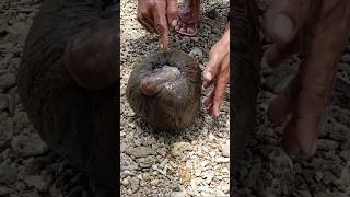 Crazy Sea Creature Found Inside Coconut Shell 😱🐚 | Rare Ocean Catch #shorts