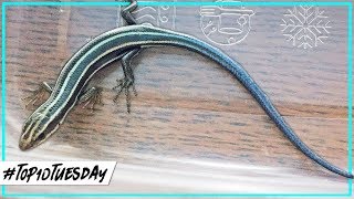 Catching Reptiles | Nominate The BEST Homestead Recipes screenshot 1