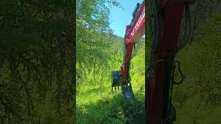 Clearing trees and brush on a steep Hill