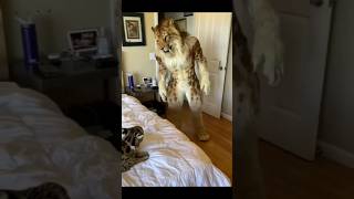 Cat meets furry #shorts