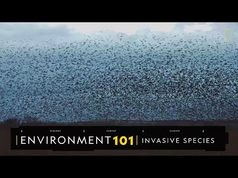 101環境教室：入侵種《國家地理》雜誌