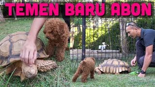 GROOMING ABON DAN KETEMU KURA2 RAKSASA! REAKSINYA GIMANA?!