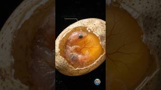 How Baby Snakes Are Born: From Egg to Hatchling 🥚🐍#sanake