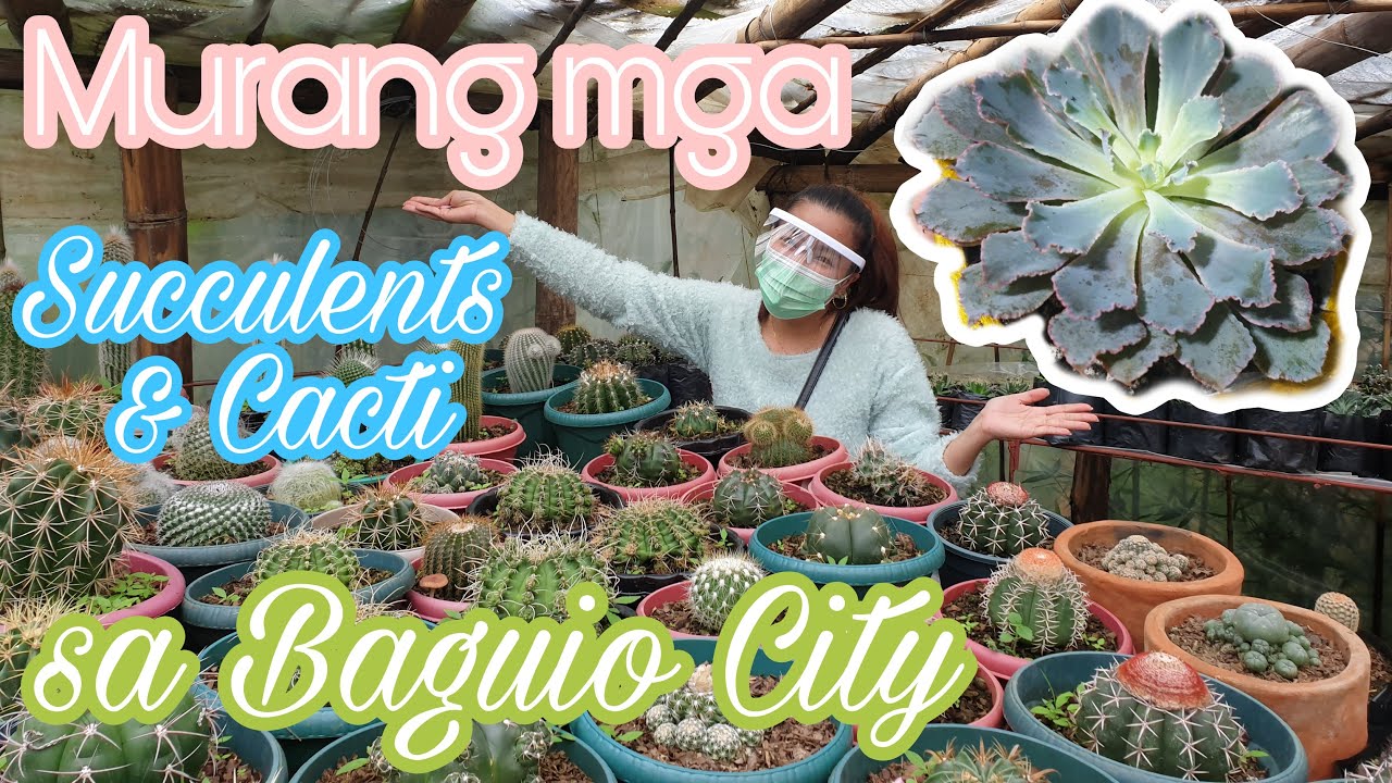 Affordable Cacti and Succulents in Baguio City 