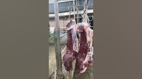 Raw Red Meat Still Moving Compilation