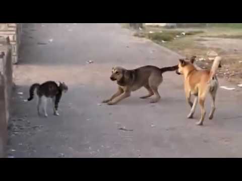 Gato pelea con perros-gato vs perros-gato peleador