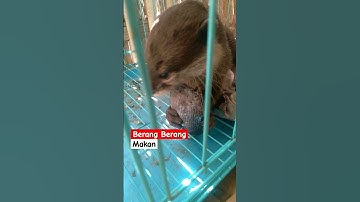 Berang berang makan ikan laut