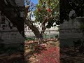 デイゴの花 #デイゴ #花 #沖縄 #4秒動画