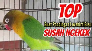 SUARA BURUNG LOVEBIRR GACOR NGEKEK PANJANG_TOP TERBAIK BUAT PANCINGAN LABET BAHAN SUSAH NGEKEK