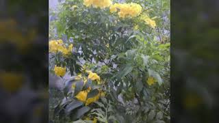 Tecoma stans/Yellow Elder #esperanza#goldstar