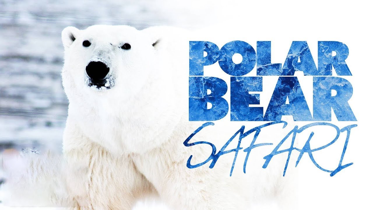 Polar Bear Safari (2000) | Documentary | Josh Freed (2022)