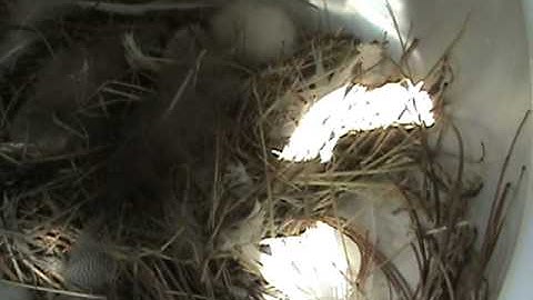 Tree Swallow Diary Part 6 - The End of Nest 1