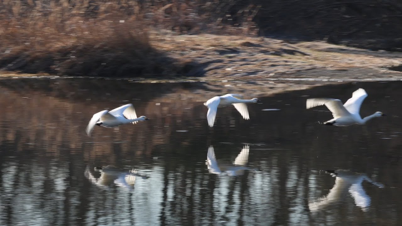 毛嵐立つ越辺川から飛立つ白鳥：2026年1月13日