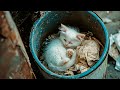 Tiny Kitten S Unbelievable Journey From Abandoned To Cherished In A Loving Home