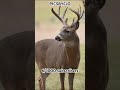 Got This Picture Of A Beautiful Buck Subscribe 