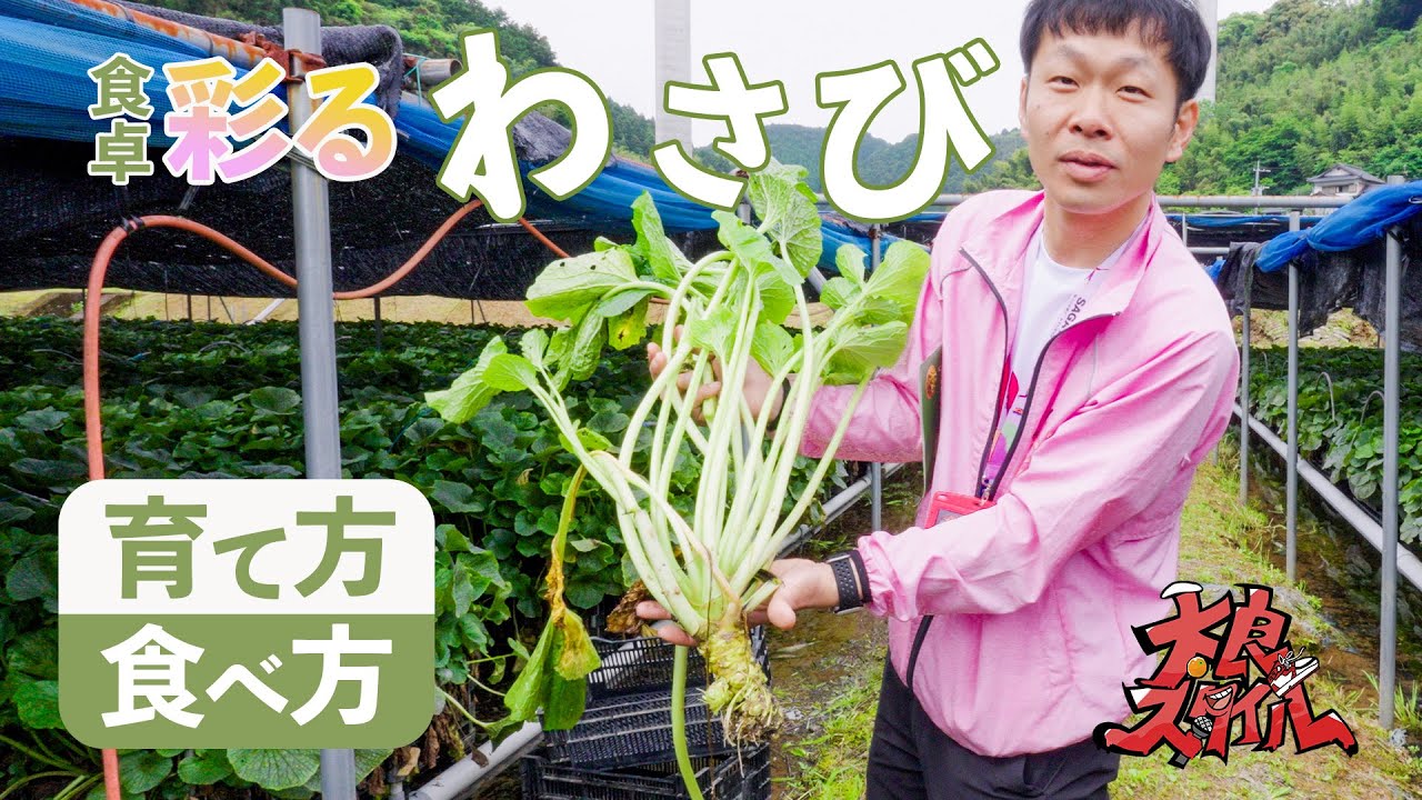 挑戦！新栽培でわさびを育てるプロジェクト始動！！【わさび