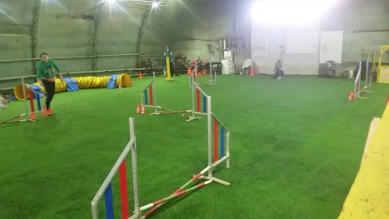 Тренировка по аджилити 9 апреля 2018. Чихуахуа Мона и Дэя, фокстерьер Крис.