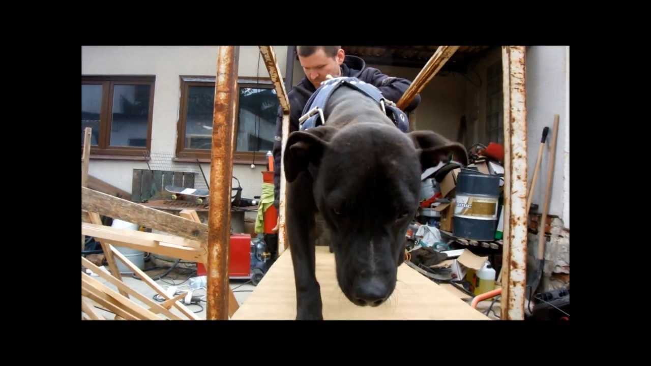 Pitbull on treadmill YouTube