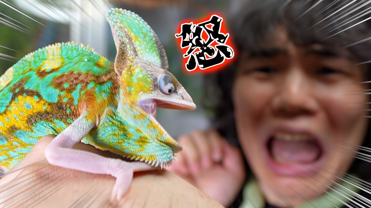 カメレオンとワニ 変形爬虫類リアルトカゲ＆ワニ ジャクソンカメレオン - メルカリ