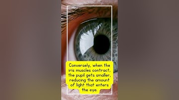 How the iris works - #iris #eyes #eye #pupil #anatomy