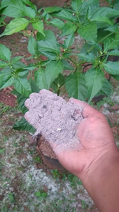 pupuk alami sisa pembakaran untuk cabe rawit dipolybag #tanaman #pertanian #berkebun
