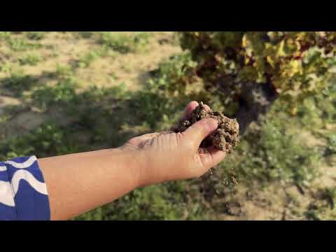 Bodega Teulada