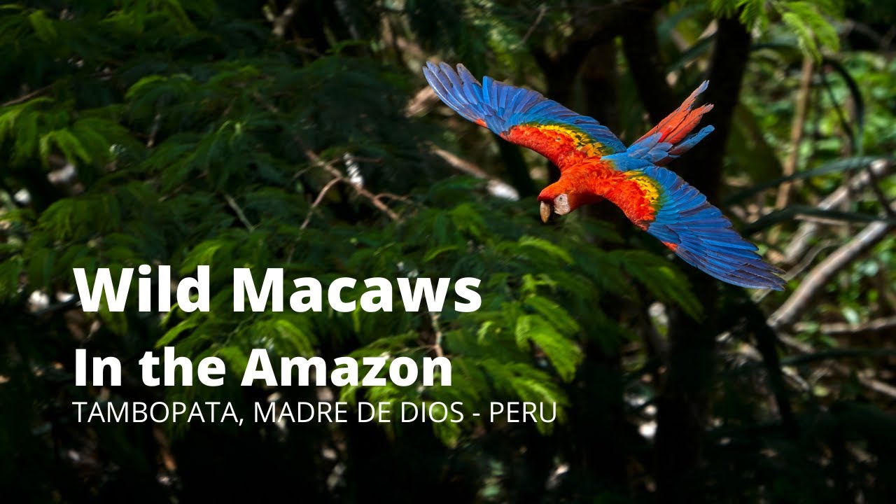 Wild Macaws In The Amazon Jungle Rainforest Tambopata Peru Youtube