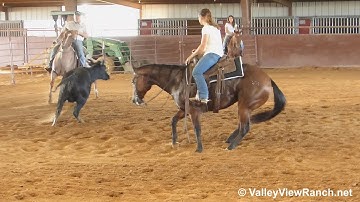 SR High Drive Cash - daughter of Hydrive Cat working cattle! - ValleyViewRanch.net