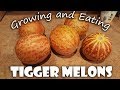 Growing and Eating Tigger Melons