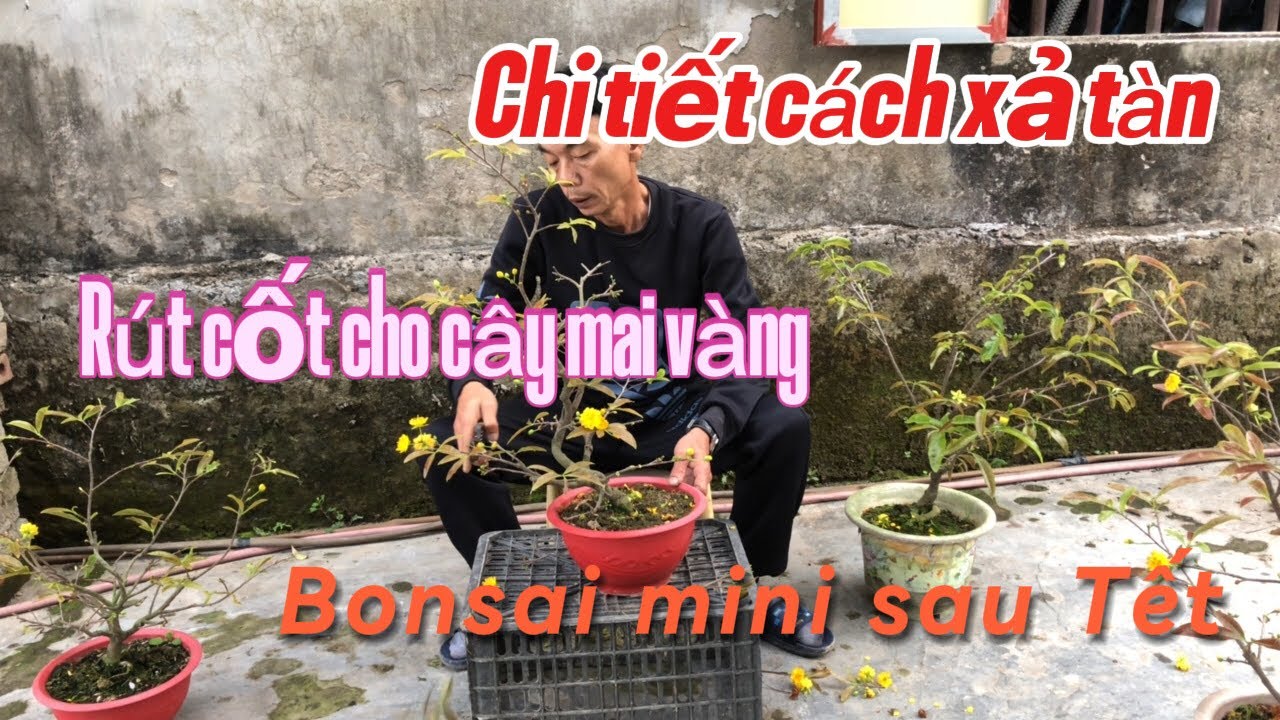 Cách sả tàn rút cốt-Mai vàng-sau Tết 