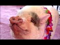 Nelly the Clever Pig | Extraordinary Animals | BBC Earth