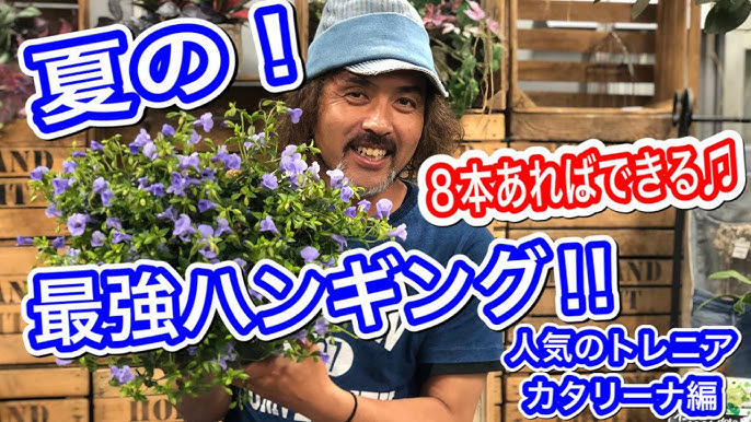 トレニア カタリーナブルーリバー で作る簡単 最強ハンギング Youtube トレニア カタリーナブルーリバー で作る簡単 最強ハンギング Youtube