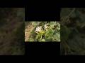 cinematic vlog #cinematic #viralshorts