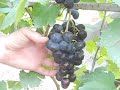 урожай винограда 2019