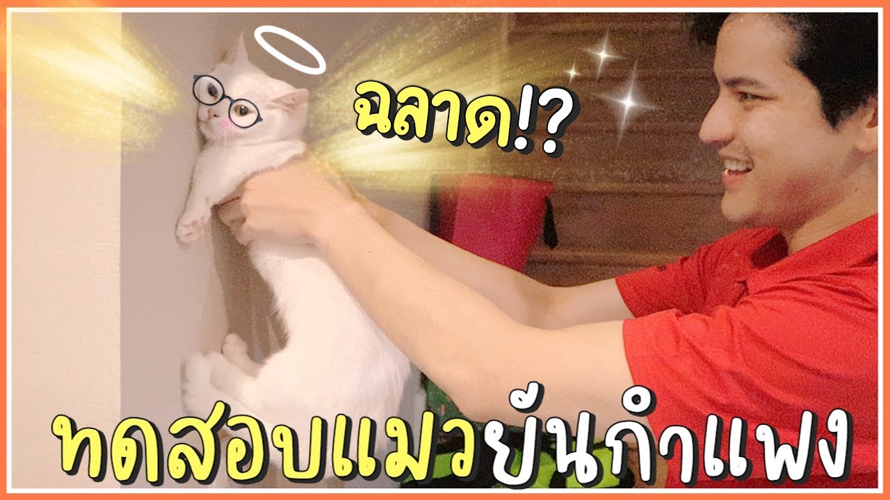 ทดสอบความฉลาดแมว... เท้ายันกำแพง!! | ติดเต๋า