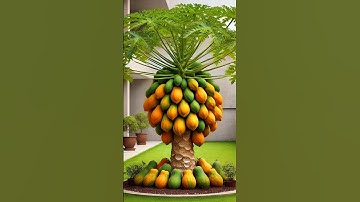 🌿How to grow papaya/papaya tree from grafting #garden #gardening#shorts